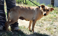 BEAUTY, Hund, Mischlingshund in Slowakische Republik - Bild 2