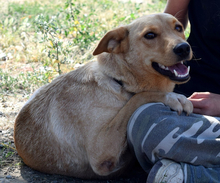 BEAUTY, Hund, Mischlingshund in Slowakische Republik - Bild 3