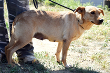 BEAUTY, Hund, Mischlingshund in Slowakische Republik - Bild 4