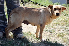 BEAUTY, Hund, Mischlingshund in Slowakische Republik - Bild 5