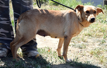 BEAUTY, Hund, Mischlingshund in Slowakische Republik - Bild 6