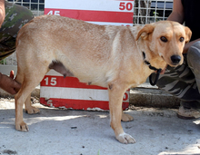 BEAUTY, Hund, Mischlingshund in Slowakische Republik - Bild 7