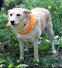 OMNIA, Hund, Mischlingshund in Slowakische Republik - Bild 1