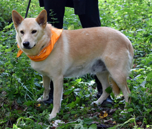 OMNIA, Hund, Mischlingshund in Slowakische Republik - Bild 6