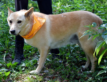 OMNIA, Hund, Mischlingshund in Slowakische Republik - Bild 7