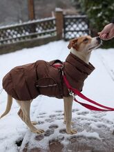 MELLI, Hund, Mischlingshund in Rösrath - Bild 8