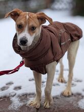 MELLI, Hund, Mischlingshund in Rösrath - Bild 9