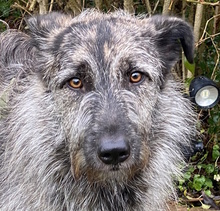 SORSO, Hund, Mischlingshund in Düsseldorf