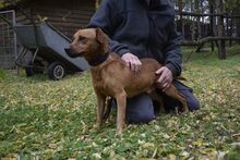 KARCSI, Hund, Mischlingshund in Ungarn - Bild 2