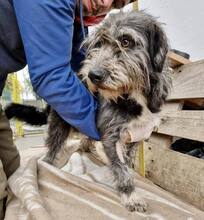 AKIRO, Hund, Mischlingshund in Rumänien - Bild 3