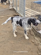 LEIA, Hund, Mischlingshund in Griechenland - Bild 2