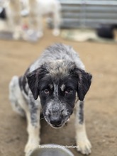 LEIA, Hund, Mischlingshund in Griechenland - Bild 3