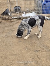 LEIA, Hund, Mischlingshund in Griechenland - Bild 4