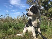 OSKAR, Hund, Mischlingshund in Eckernförde