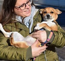 NINA, Hund, Pinscher-Mix in Eckental - Bild 11