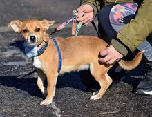 NINA, Hund, Pinscher-Mix in Eckental - Bild 2