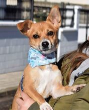 NINA, Hund, Pinscher-Mix in Eckental - Bild 8