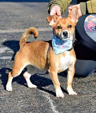 NINA, Hund, Pinscher-Mix in Eckental - Bild 9