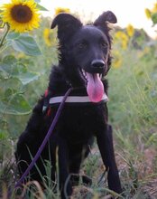 ODDIE, Hund, Kroatischer Schäferhund-Mix in Kroatien - Bild 1