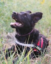 ODDIE, Hund, Kroatischer Schäferhund-Mix in Kroatien - Bild 4