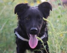 ODDIE, Hund, Kroatischer Schäferhund-Mix in Kroatien - Bild 5