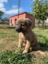 LEO, Hund, Mischlingshund in Griechenland - Bild 5