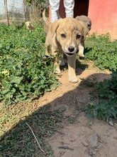 ANNA, Hund, Mischlingshund in Griechenland - Bild 2