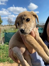 ANNA, Hund, Mischlingshund in Griechenland - Bild 3