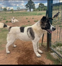 FLOCKEN, Hund, Mischlingshund in Griechenland - Bild 2