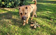 MÄGGI, Hund, Shar Pei-Mix in Uchte - Bild 11