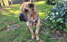 MÄGGI, Hund, Shar Pei-Mix in Uchte - Bild 12