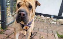 MÄGGI, Hund, Shar Pei-Mix in Uchte - Bild 3