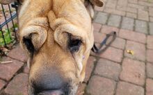 MÄGGI, Hund, Shar Pei-Mix in Uchte - Bild 4