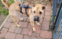 MÄGGI, Hund, Shar Pei-Mix in Uchte - Bild 5