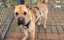 MÄGGI, Hund, Shar Pei-Mix in Uchte - Bild 6