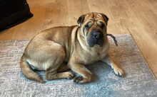 MÄGGI, Hund, Shar Pei-Mix in Uchte - Bild 8