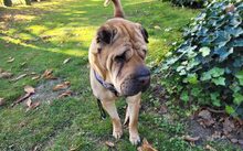 MÄGGI, Hund, Shar Pei-Mix in Uchte - Bild 9