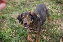 JOSCHI, Hund, Mischlingshund in Kroatien - Bild 3