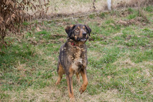 JOSCHI, Hund, Mischlingshund in Kroatien - Bild 4