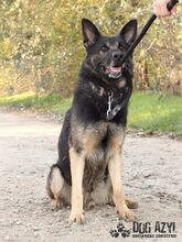 WALDO, Hund, Mischlingshund in Slowakische Republik - Bild 12