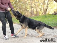 WALDO, Hund, Mischlingshund in Slowakische Republik - Bild 4