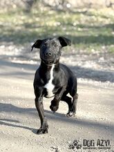 BEAN, Hund, Mischlingshund in Slowakische Republik - Bild 12