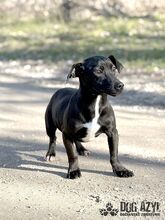 BEAN, Hund, Mischlingshund in Slowakische Republik - Bild 14