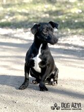 BEAN, Hund, Mischlingshund in Slowakische Republik - Bild 15