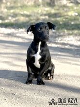 BEAN, Hund, Mischlingshund in Slowakische Republik - Bild 16