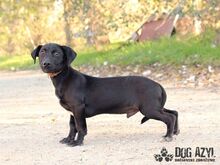 BEAN, Hund, Mischlingshund in Slowakische Republik - Bild 4