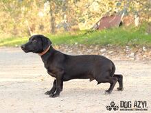 BEAN, Hund, Mischlingshund in Slowakische Republik - Bild 5