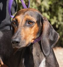 NAIMA, Hund, Bloodhound-Mix in Zypern - Bild 1