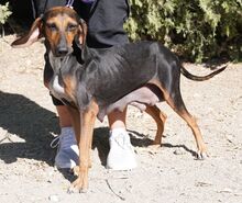 NAIMA, Hund, Bloodhound-Mix in Zypern - Bild 10