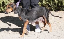 NAIMA, Hund, Bloodhound-Mix in Zypern - Bild 11